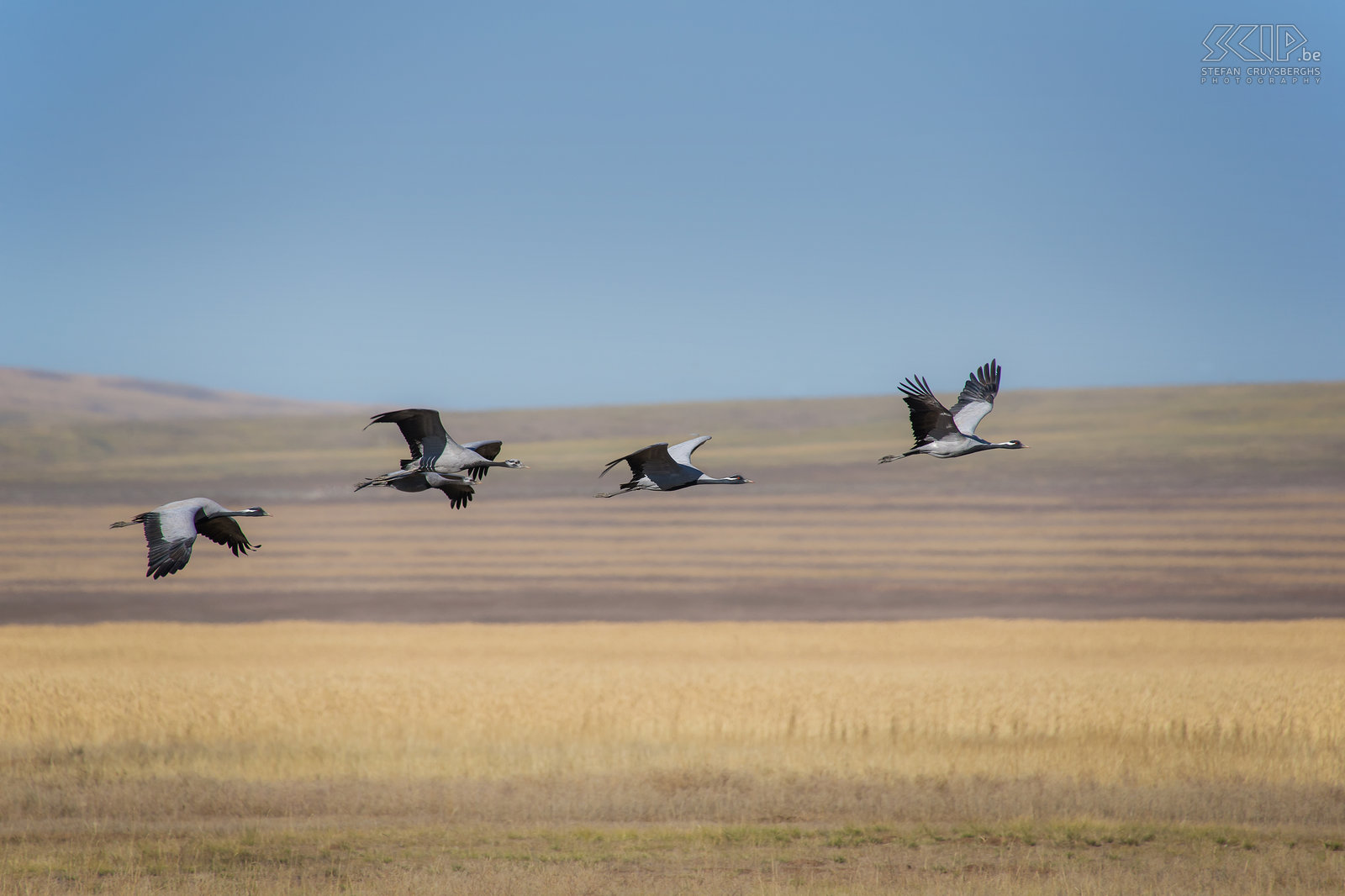 Jufferkraanvogels Jufferkraanvogels (demoiselle crane, Anthropoides virgo) waarschijnlijk op weg naar een warmere regio in het zuiden. Stefan Cruysberghs